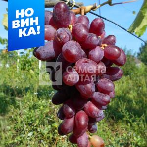 Виноград Эталон купить