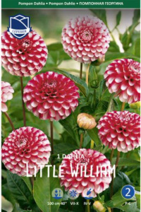 Георгина помпонная Little William /1шт  купить