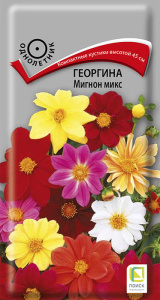 Георгина Мигнон микс купить