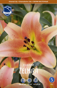 Лилия восточная Zelmira /3шт купить