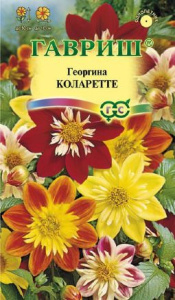 Георгина Коларетте  купить
