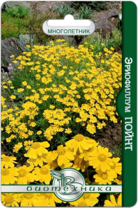 Эриофиллум Пойнт  купить