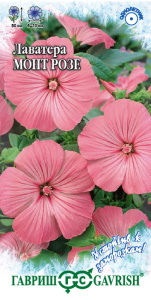 Лаватера Монт Розе  купить