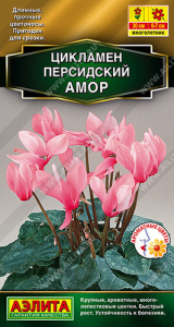 Цикламен персидский Амор Золотая серия купить