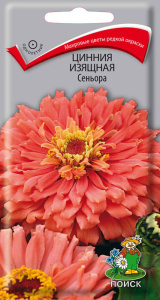 Цинния Сеньора изящная купить