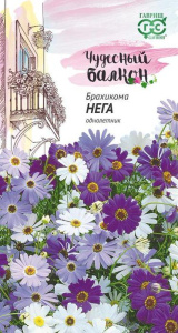 Брахикома Иберисолистная Нега  купить