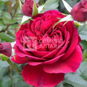 Роза Фальстафф купить