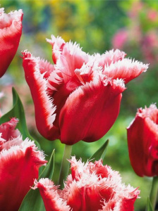 Тюльпан Нью Санта /10шт купить