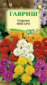 Георгина Фигаро  купить