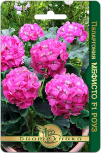 Пеларгония садовая Мефисто F1 Роуз купить