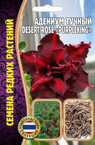 Адениум Роза Пустыни Пурпурный король (Desert Rose Purple King) купить