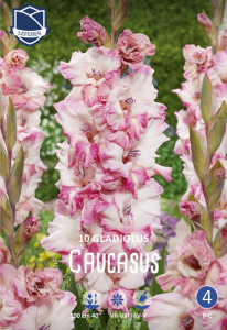 Гладиолус гофрированный Caucasus /10шт купить