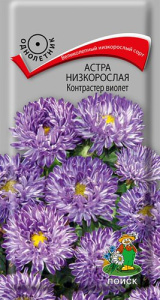 Астра Контрастер виолет низкорослая купить
