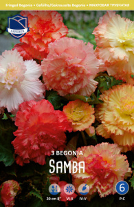 Смесь бегоний махр-бахр XXL Samba /3шт купить