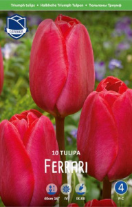 Тюльпан триумф "Ferrari" (1х10шт) купить