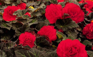 Бегония клубневая Нонстоп Мокка (красная,светлый лист) 1шт/24 купить