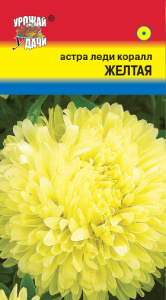 Астра Леди Коралл Желтая  купить