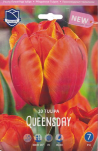 Тюльпан пионовидный "Queensday" (1х10шт) купить