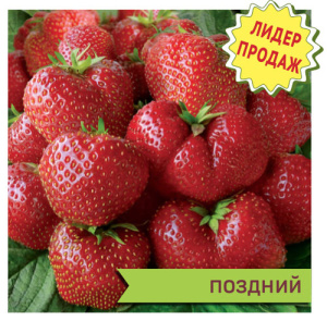 Земляника Вима Тарда (Тарда) садовая  купить
