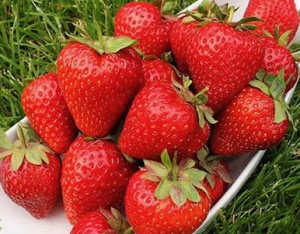 Земляника Грандароза садовая купить