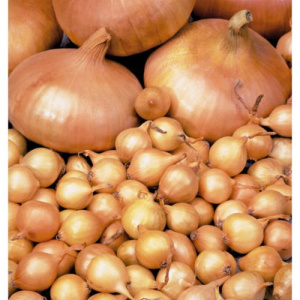 Лук севок Штутгартен Ризен (Россия) 1кг купить