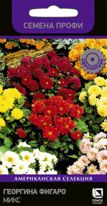 Георгина Фигаро Микс купить