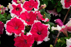 Петуния крупноцв. компактная Лимбо GP Роуз Пикоти (розовая с каймой) 1шт П398/54 купить