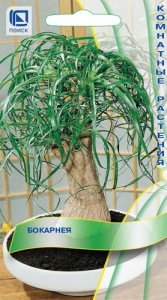 Бокарнея (Нолина) купить