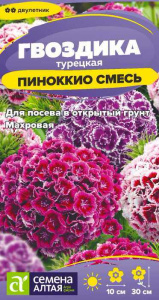 Гвоздика Пиноккио турецкая купить