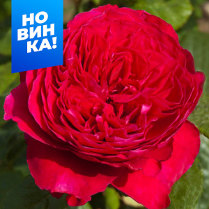 Роза Ален Сушон купить