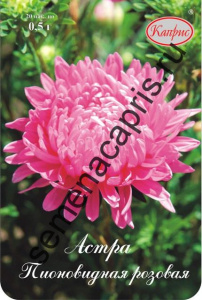 Астра Помпонная Джульетта/1шт купить