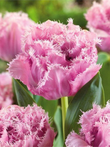 Тюльпан Шугар Кристал /5шт купить