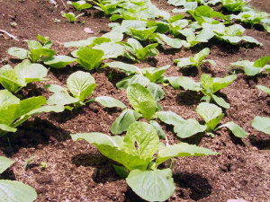 Капуста пекинская Любаша 1шт ов060/40 купить