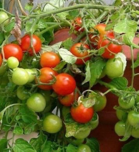 Томат Сибирский карлик  рассада 1шт/24 купить