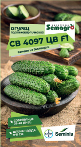 Огурец СВ 4097 ЦВ F1  купить