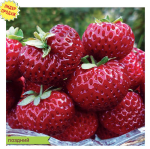 Земляника Мизе (Кити) Шиндлер поздн.круп. аромат. купить