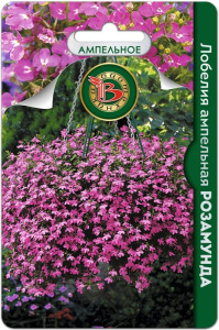 Лобелия Розамунда ампельная  купить