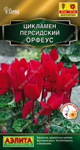 Цикламен персидский Орфеус Золотая серия купить