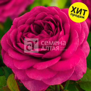 Роза Фиолетовая мечта купить