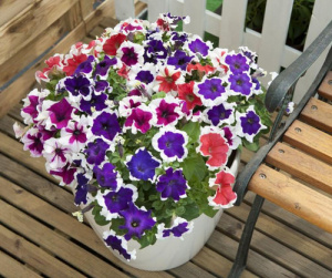 Петуния крупноцв. Халахуп Микс (смесь с каймой) 1шт П375/54 купить