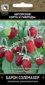 Земляника Барон Солемахер ремонтантная купить