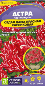 Астра Седая Дама Красная карликовая купить
