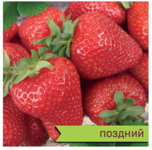 Земляника Флоренс садовая купить