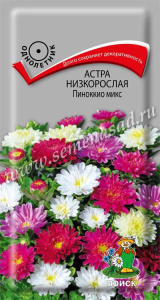 Астра Пиноккио микс низкорослая купить