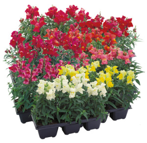 Антирринум Флорал Шауэрс Микс (смесь) 1шт А521/54 купить