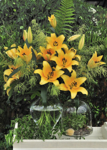 Лилия ОТ-гибрид Corcovado (1х3шт) купить