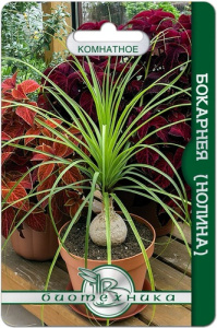 Бокарнея (Нолина) купить