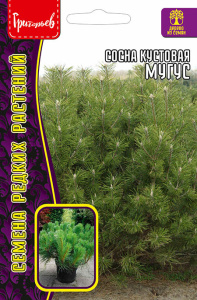Сосна Мугус кустовая купить