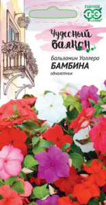 Бальзамин Бамбина  купить