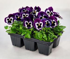 Виола Виттрока Инспайр Вайолет Фейс Плюс (фиолет.с белым глазком) 1шт В221 купить